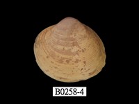 藏品(大蜆)的圖片